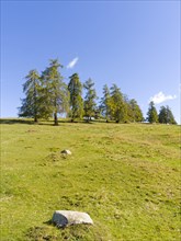 Larch meadows on the Salten