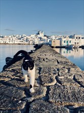 Black and white cat walking on a harbour wall