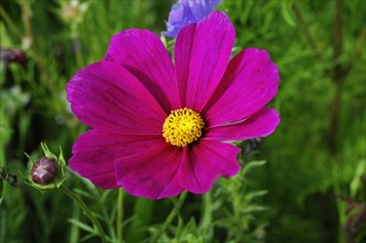 Mexican aster (Cosmea bipinnata)