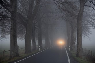 Avenue of trees in early morning fog