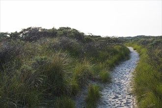 Trail through overgrown dune landscape