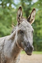 Donkey (Equus africanus) portrait