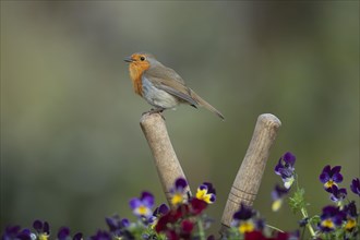 European robin (Erithacus rubecula) adult bird singing on a garden shears handle