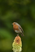 European robin (Erithacus rubecula) adult bird sitting on a Red hot poker flower