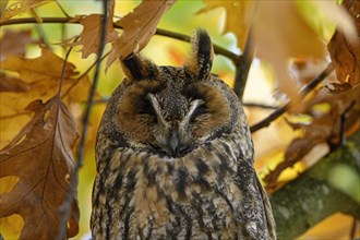 Long-eared owl (Asio otus)