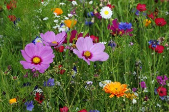 Mexican aster (Cosmea bipinnata)