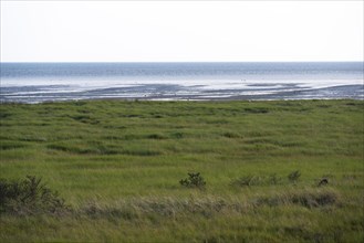 Salt marshes on the coast