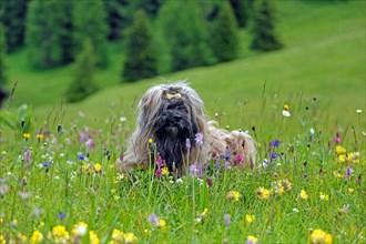 Dog sitting in flower meadow
