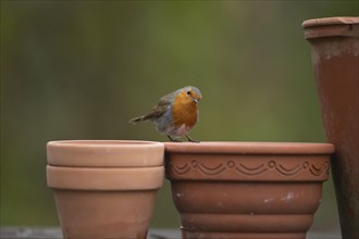 European robin (Erithacus rubecula) adult bird on a garden flower pot