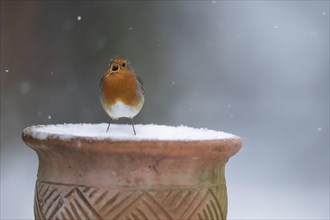 European robin (Erithacus rubecula) adult bird singing on a snow covered garden flower pot