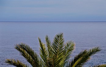Date palm in front of blue sea with horizon
