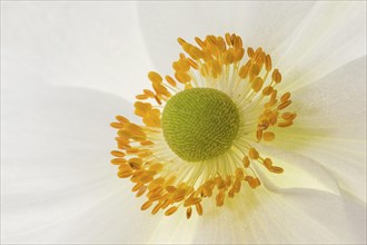 White chinese anemones (Anemone hupehensis)