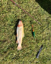 Freshly caught golden trout with rod