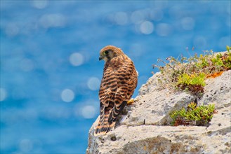 Common kestrel (Falco tinnunculus) on a rocky outcrop