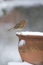 European robin (Erithacus rubecula) adult bird on a snow covered garden flower pot