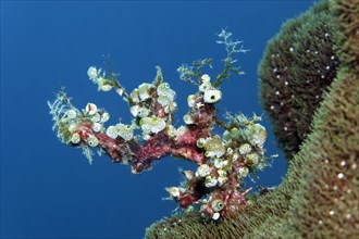 Green urn sea squirt (Didemnum molle)