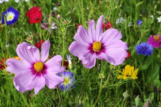 Mexican aster (Cosmea bipinnata)