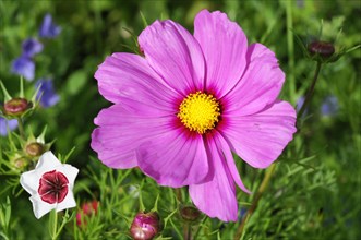 Mexican aster (Cosmea bipinnata)