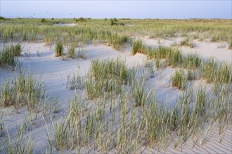 Marram Grass