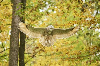 Eurasian eagle-owl (Bubo bubo) landing