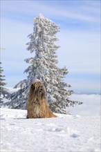 Dog sitting in the snow