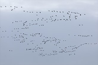 Flock of wild geese