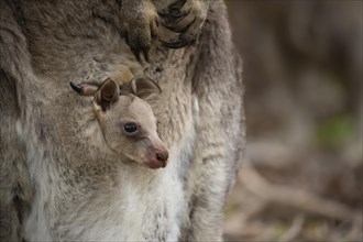 Eastern grey kangaroo (Macropus giganteus) juvenile baby joey in it's mothers pouch