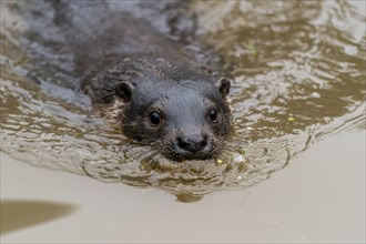 Young european otter (Lutra lutra)