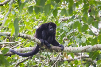 Howler monkey (Alouatta) in tree