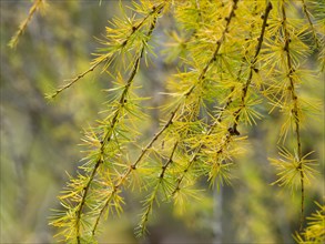 European larch (Larix decidua)