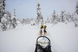 On the road with dog sledges in the snowy landscape