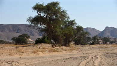 Trees and shrubs in the Aba Huab riverbed