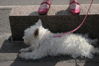 White Yorkshire Terrier on pink leash lying on asphalt