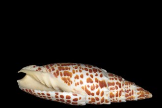 Sea snail Mitra papalis