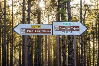 Road crossing in the forest with signs indicating direction for famous places as the highest peak Pico Las Nieves and town of Tejeda
