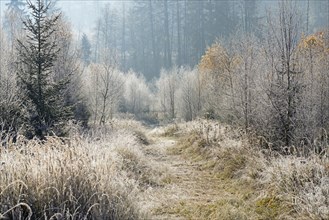 Path leads into the forest with hoarfrost and haze