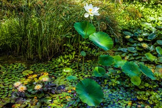 Water lilies and lotuses