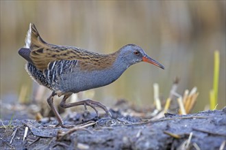 Water rail (Rallus aquaticus) foraging on the edge of reeds