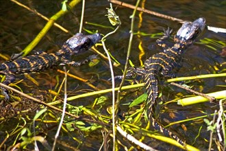 Mini alligators in the swampland