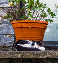 Sleeping cat in front of picturesque stone houses in Avegno