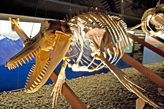 Skeleton of a killer whale