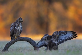 Common steppe buzzard (Buteo buteo) Meeting at sunset