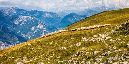 Flock of sheep on Monte Baldo