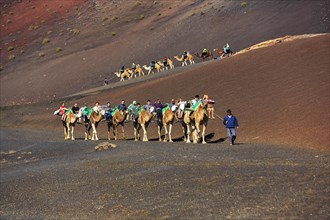 Guided camel tour for tourists