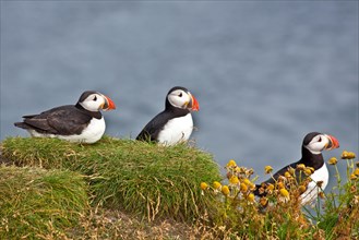 Puffins