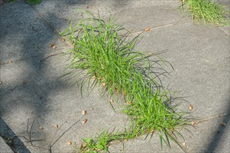Weeds break through pavement