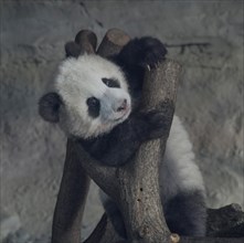 Panda young at the zoo