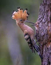 Hoopoe (Upupa epops) Old bird feeding young bird at the breeding hole