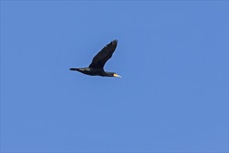 Great cormorant (Phalacrocorax carbo) in flight