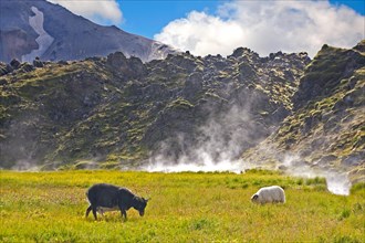Sheep in Landmannalaugar